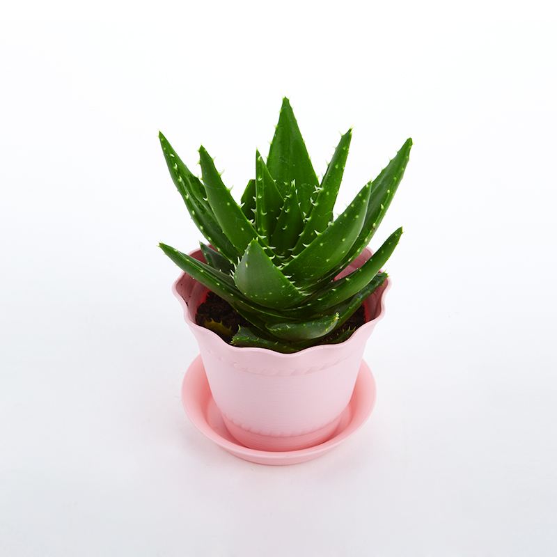 欧美激情视频在线观看 去除房间甲醛的植物有哪些？