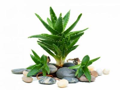欧美激情视频在线观看 去除房间甲醛的植物有哪些？