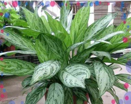 欧美激情视频在线观看 什么植物可以净化空气？