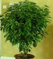 欧美古装一区二区三区 吸甲醛的植物排名你知道吗?