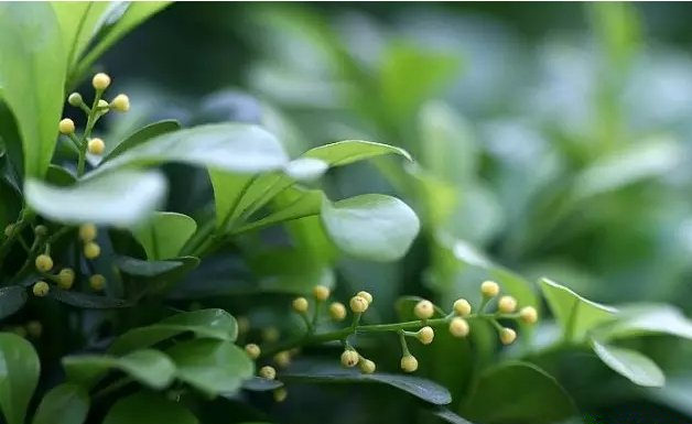 欧美激情视频在线观看 活性炭除甲醛有效吗？