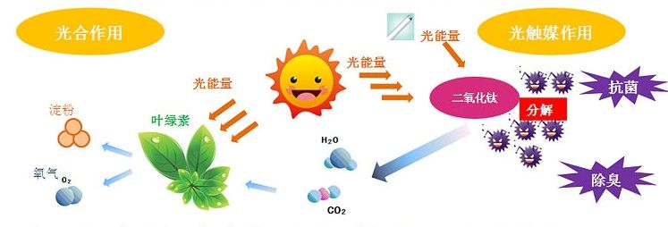欧美黄色性爱视频网站 光触媒去除房间甲醛争议很大？