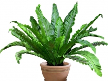 新居巧用绿植进行甲醛治理