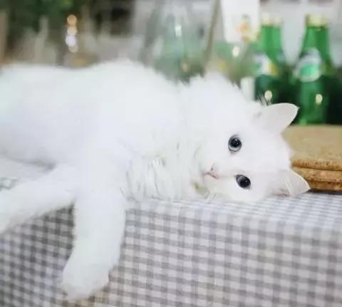 欧美激情视频在线观看 21天3000元重装出租屋 除甲醛莫忘记！