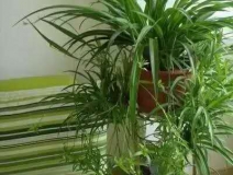 除甲醛，竹炭绿植不给力